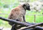 動物図鑑・シロビタイキツネザル 4